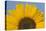 Sunflower Close-Up of the Yellow Flower-null-Stretched Canvas