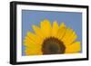 Sunflower Close-Up of the Yellow Flower-null-Framed Photographic Print