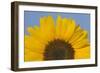 Sunflower Close-Up of the Yellow Flower-null-Framed Photographic Print