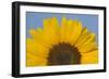 Sunflower Close-Up of the Yellow Flower-null-Framed Photographic Print