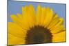 Sunflower Close-Up of the Yellow Flower-null-Mounted Photographic Print