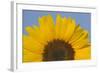 Sunflower Close-Up of the Yellow Flower-null-Framed Photographic Print