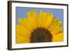 Sunflower Close-Up of the Yellow Flower-null-Framed Photographic Print
