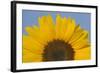 Sunflower Close-Up of the Yellow Flower-null-Framed Photographic Print