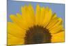Sunflower Close-Up of the Yellow Flower-null-Mounted Photographic Print