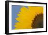 Sunflower Close-Up of the Yellow Flower-null-Framed Photographic Print