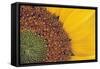 Sunflower Close Up-null-Framed Stretched Canvas