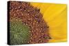 Sunflower Close Up-null-Stretched Canvas