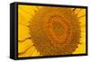 Sunflower Close-Up-null-Framed Stretched Canvas