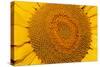 Sunflower Close-Up-null-Stretched Canvas