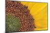 Sunflower Close Up-null-Mounted Photographic Print