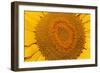 Sunflower Close-Up-null-Framed Photographic Print