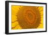 Sunflower Close-Up-null-Framed Photographic Print