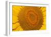 Sunflower Close-Up-null-Framed Photographic Print