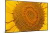 Sunflower Close-Up-null-Mounted Photographic Print