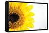 Sunflower Close-up-Donnie Quillen-Framed Stretched Canvas