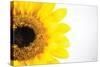 Sunflower Close-up-Donnie Quillen-Stretched Canvas