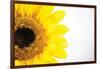 Sunflower Close-up-Donnie Quillen-Framed Art Print