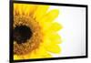 Sunflower Close-up-Donnie Quillen-Framed Art Print