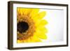 Sunflower Close-up-Donnie Quillen-Framed Art Print