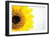 Sunflower Close-up-Donnie Quillen-Framed Art Print