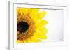 Sunflower Close-up-Donnie Quillen-Framed Art Print