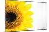 Sunflower Close-up-Donnie Quillen-Mounted Art Print