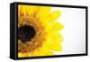 Sunflower Close-up-Donnie Quillen-Framed Stretched Canvas