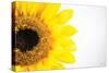 Sunflower Close-up-Donnie Quillen-Stretched Canvas