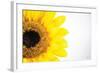 Sunflower Close-up-Donnie Quillen-Framed Art Print