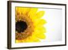 Sunflower Close-up-Donnie Quillen-Framed Art Print