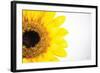 Sunflower Close-up-Donnie Quillen-Framed Art Print