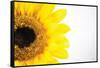 Sunflower Close-up-Donnie Quillen-Framed Stretched Canvas