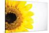 Sunflower Close-up-Donnie Quillen-Stretched Canvas