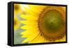 Sunflower Closeup-silviumatei-Framed Stretched Canvas