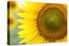 Sunflower Closeup-silviumatei-Stretched Canvas