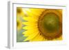 Sunflower Closeup-silviumatei-Framed Photographic Print