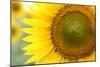 Sunflower Closeup-silviumatei-Mounted Photographic Print