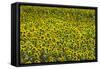 Sunflower Commercial Crop in Flower-null-Framed Stretched Canvas