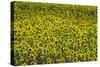 Sunflower Commercial Crop in Flower-null-Stretched Canvas