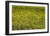 Sunflower Commercial Crop in Flower-null-Framed Photographic Print