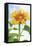 Sunflower, Community Garden, Moses Lake, Wa, USA-Stuart Westmorland-Framed Stretched Canvas