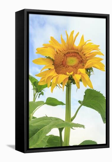 Sunflower, Community Garden, Moses Lake, Wa, USA-Stuart Westmorland-Framed Stretched Canvas