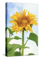 Sunflower, Community Garden, Moses Lake, Wa, USA-Stuart Westmorland-Stretched Canvas