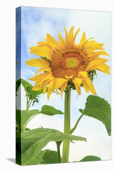 Sunflower, Community Garden, Moses Lake, Wa, USA-Stuart Westmorland-Stretched Canvas