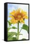 Sunflower, Community Garden, Moses Lake, Wa, USA-Stuart Westmorland-Framed Stretched Canvas