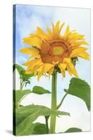 Sunflower, Community Garden, Moses Lake, Wa, USA-Stuart Westmorland-Stretched Canvas