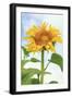 Sunflower, Community Garden, Moses Lake, Wa, USA-Stuart Westmorland-Framed Premium Photographic Print