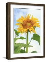 Sunflower, Community Garden, Moses Lake, Wa, USA-Stuart Westmorland-Framed Photographic Print