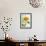 Sunflower, Community Garden, Moses Lake, Wa, USA-Stuart Westmorland-Framed Photographic Print displayed on a wall